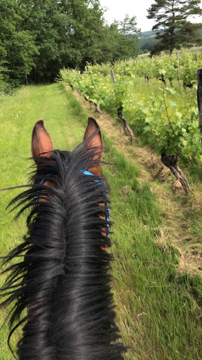 Balade nature à cheval