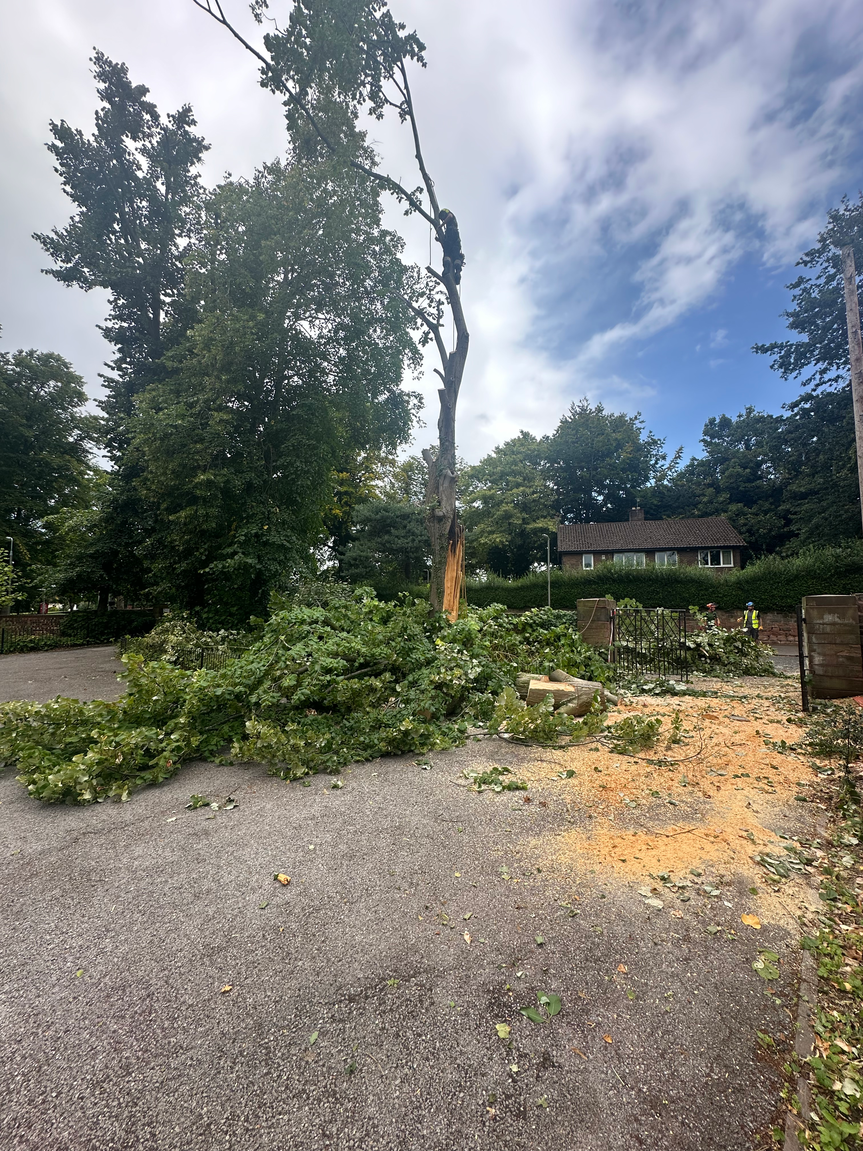 tree services