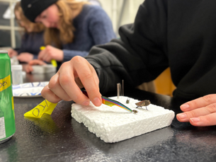 UMaine Entomology Club Hosts Hands-on Insect Pinning Workshop