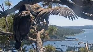 Sunny, one of two bald eagle chicks from Big Bear taking her first flight...