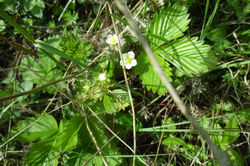 Graissessac - Mont Agut (25)