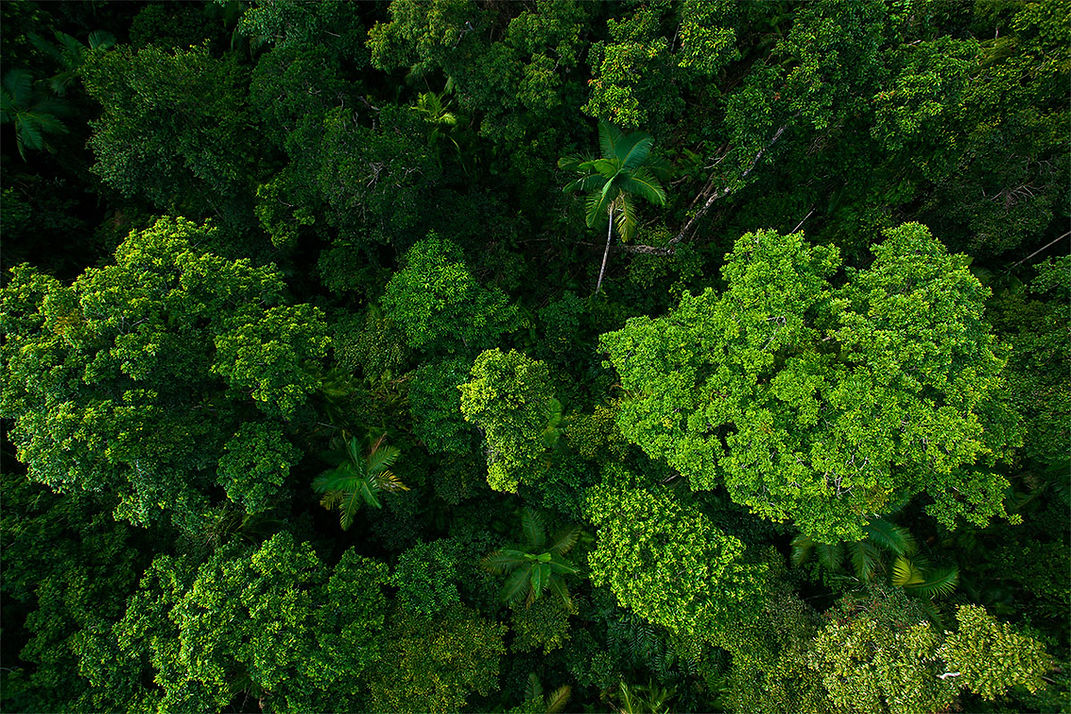 Tree-Background.jpg