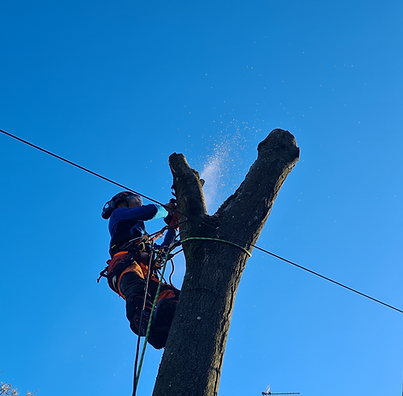 Mason Adams Tree Surgery Cirencester