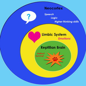 Term 2 2021 - Wellbeing