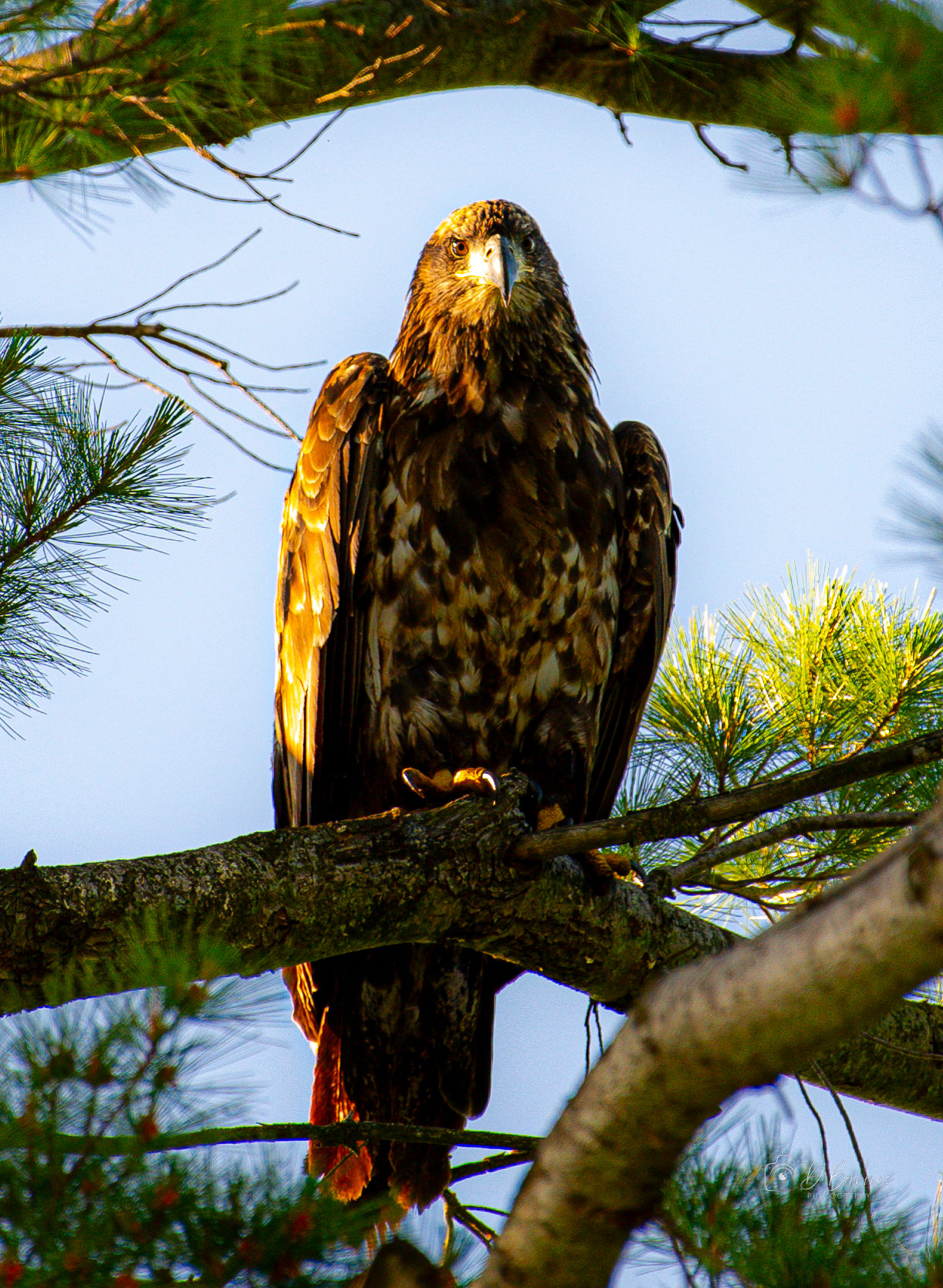 juvenile-eagle2-lookingleft