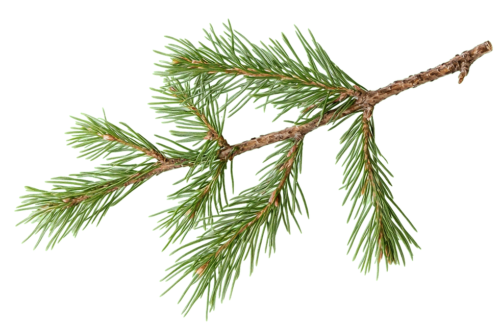 cover-pine.png