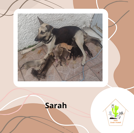 Marrom frase santo post Instagram (44).png