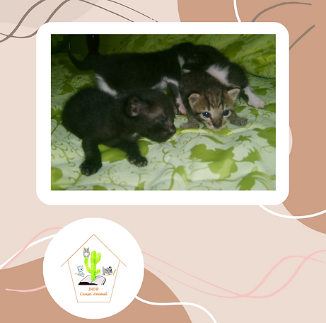 Marrom frase santo post Instagram - 2023-10-21T183728.976.png