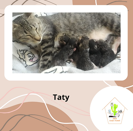 Marrom frase santo post Instagram (48).png