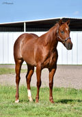 Ruby Rey Von yearling 02.jpeg