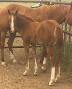 Guns in Trouble Bad Trouble For You x Hired Gun 2021 colt.jpg
