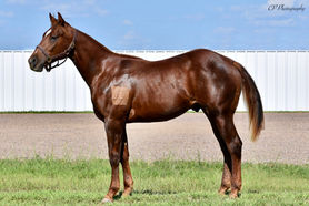 Dual Thunder yearling 02.jpeg