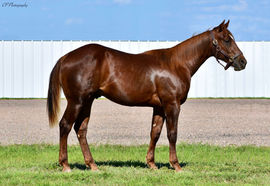 Dual Thunder yearling 01.jpeg