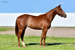 Ruby Rey Von yearling 01.jpeg