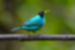 Green Honeycreeper (Chlorophanes spiza)