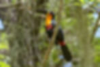 Tucano-de-bico-preto (Ramphastos vitellinus)