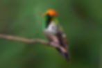 Frilled Coquette (Lophornis magnificus)