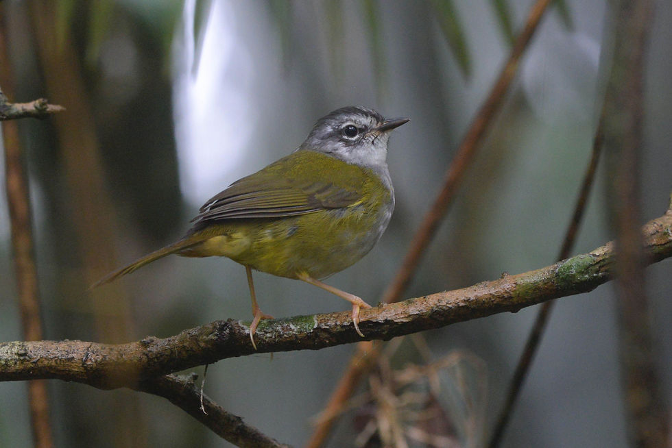 White-browed Warbler (Myiothylips leucoblephara)