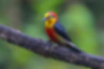 Yellow-fronted Woodpecker (Melanerpes flavifrons)