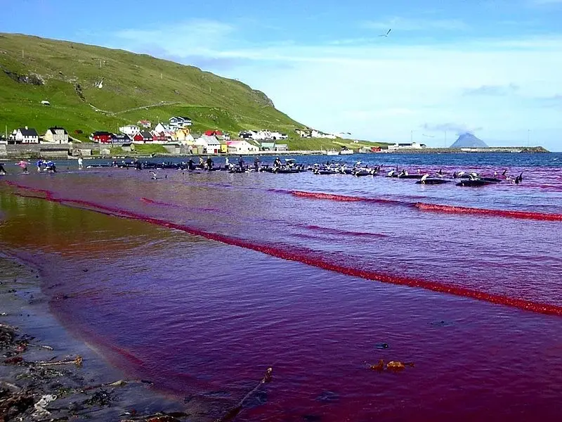 Whaling in the Faroe Islands. Credit: Erik Christensen
