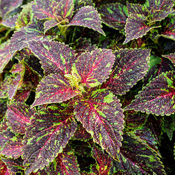 Thumbnail: 6" Coleus