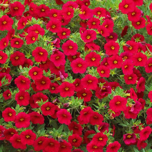 Thumbnail: Million Bell Hanging Basket