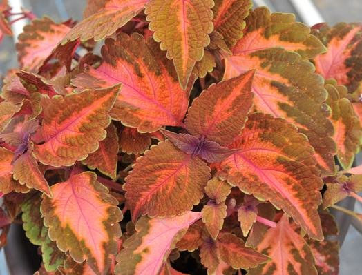 Thumbnail: 6" Coleus