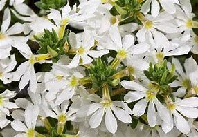 Thumbnail: 4 inch Scaevola