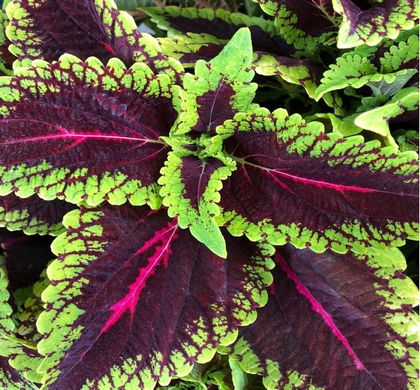 Thumbnail: 6" Coleus
