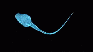 sperm.gif