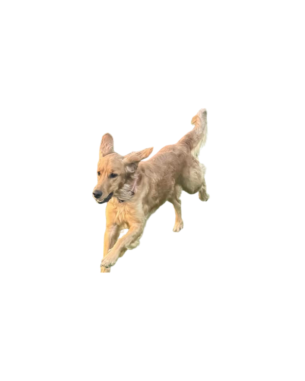Happy dog running during daycare hours