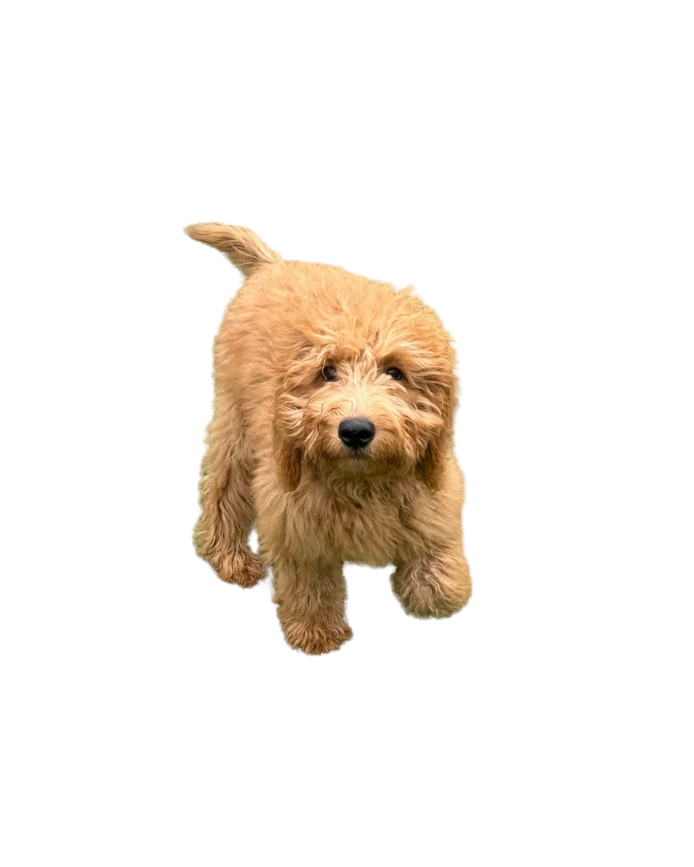 Happy dog enjoying outdoor playtime 