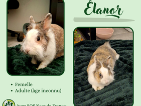 Elanor à l'adoption !