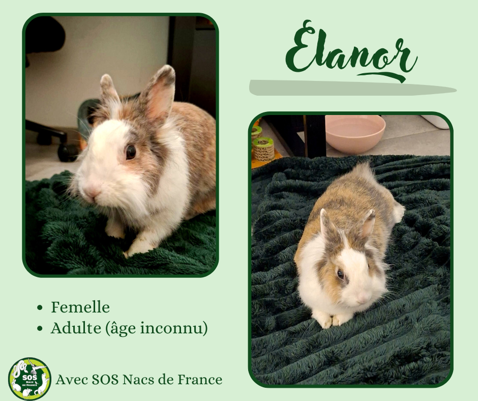 Elanor à l'adoption !