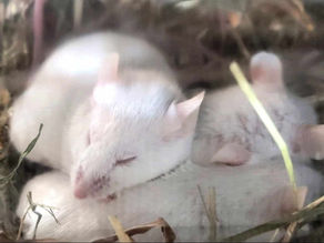Adopter des souris