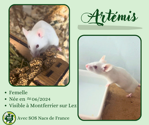Artémis