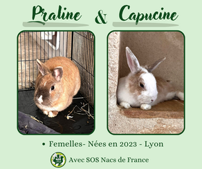 Praline et Capucine