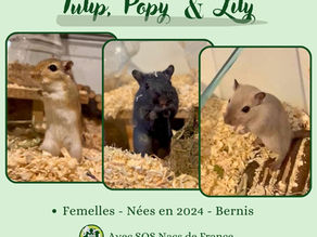 Popy, Tulip et Lily 