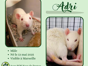 Adri