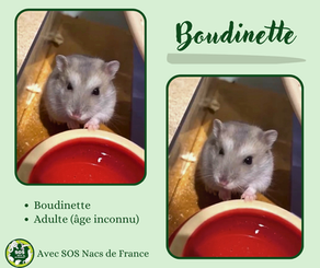 Boudinette