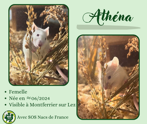 Athéna