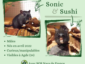 Sushi et Sonic