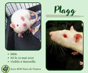Plagg
