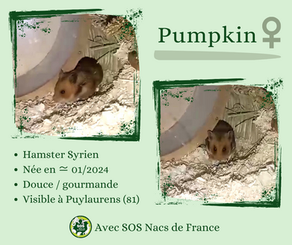 Pumpkin