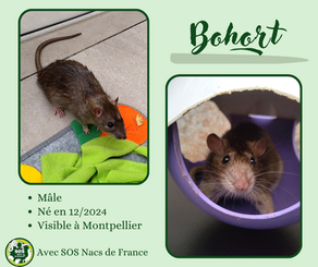 Bohort
