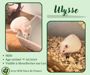 Ulysse
