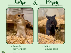 Tulip et Popy