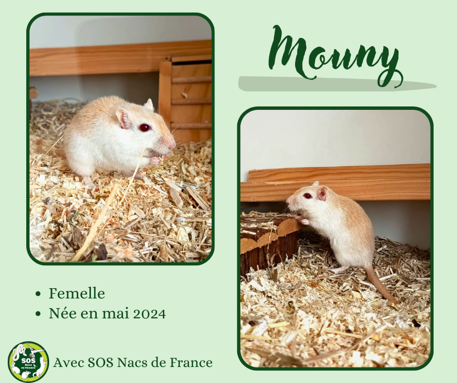 Mouny