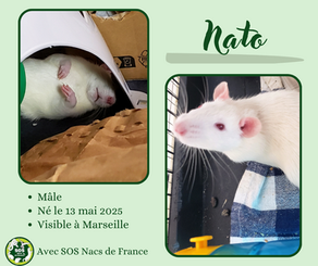 Nato