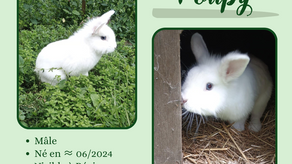 Poupy